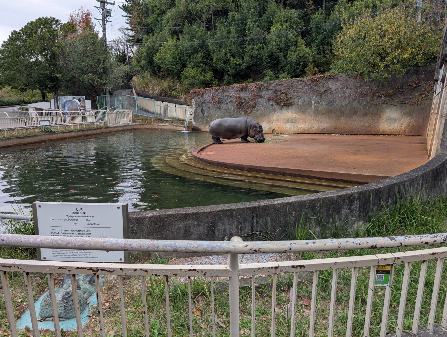 東山動植物園のカバ