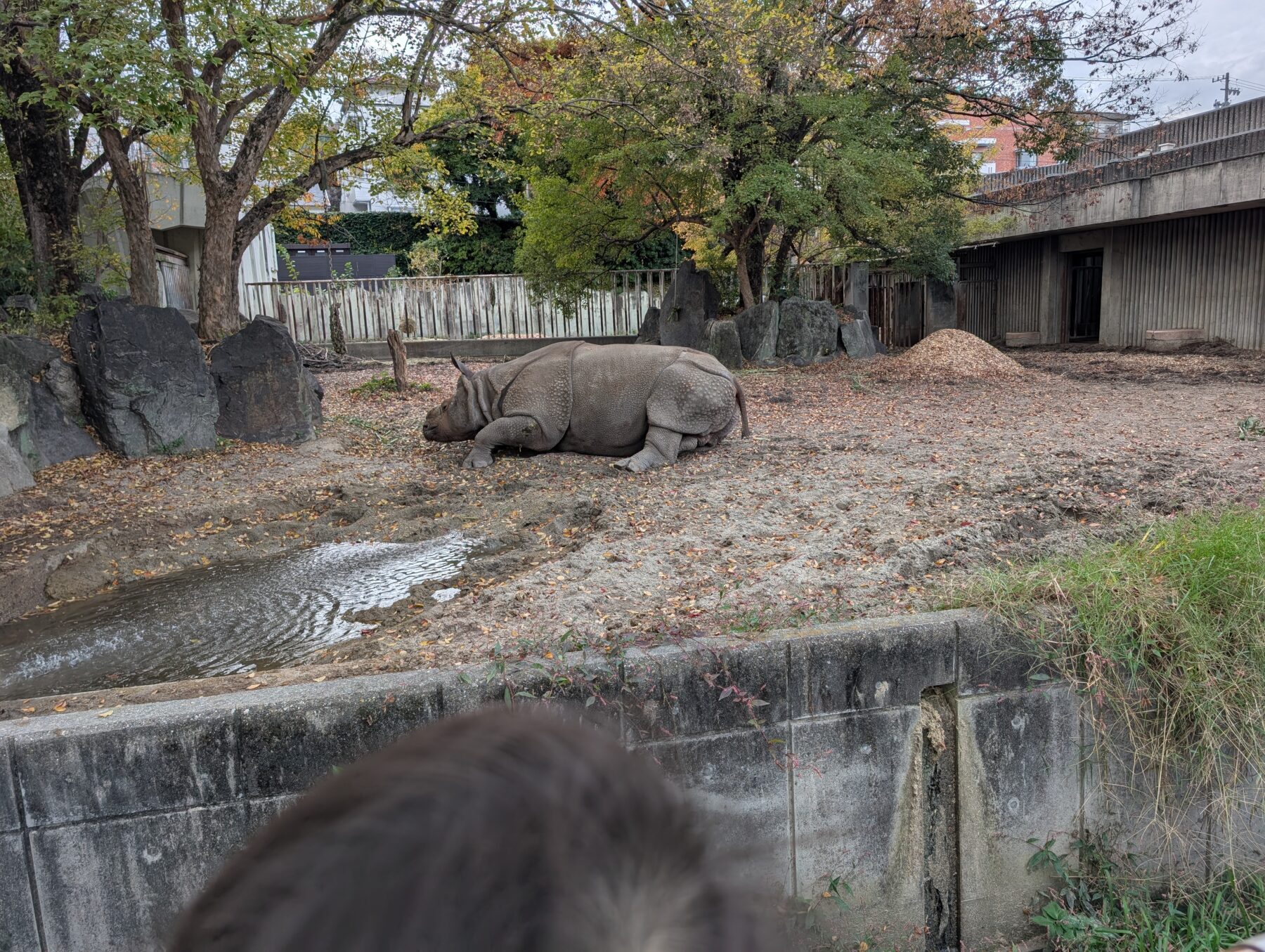 東山動植物園のサイ