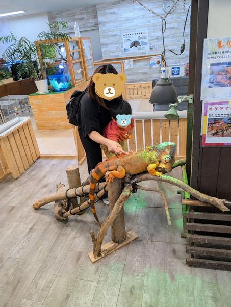 南知多ビーチランド イグアナに触る2歳児