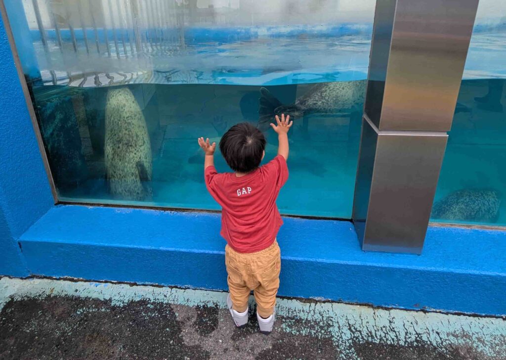 南知多ビーチランド アザラシの水槽に張り付く2歳