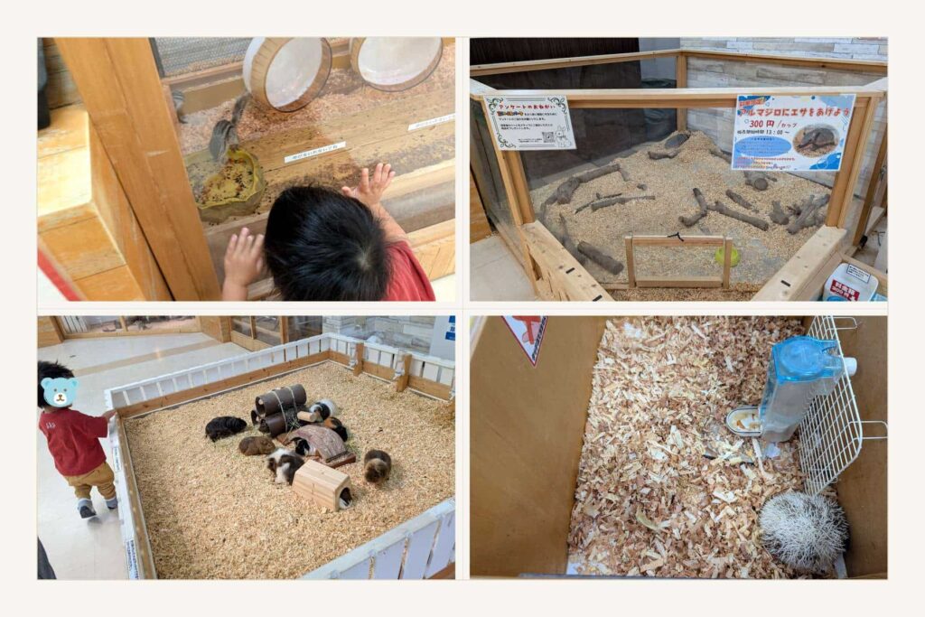 南知多ビーチランド ふれあい動物たちと2歳児
