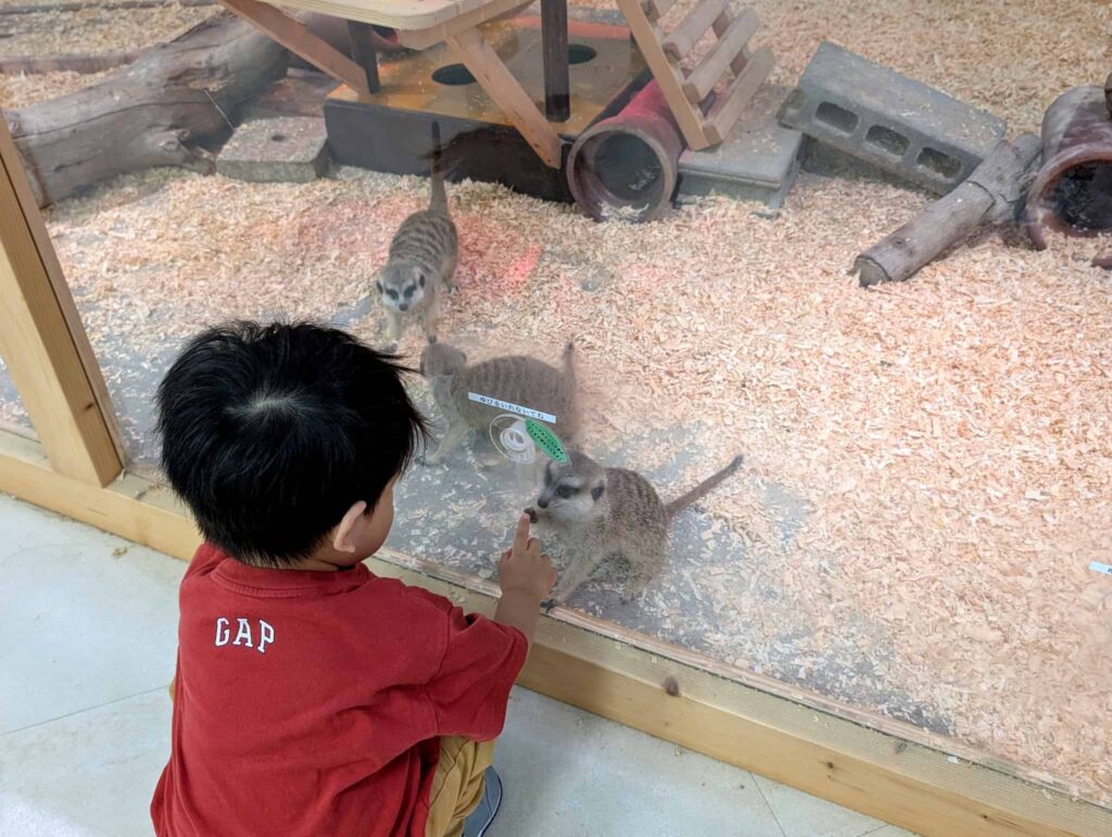 南知多ビーチランド ミーアキャットを指さす2歳児