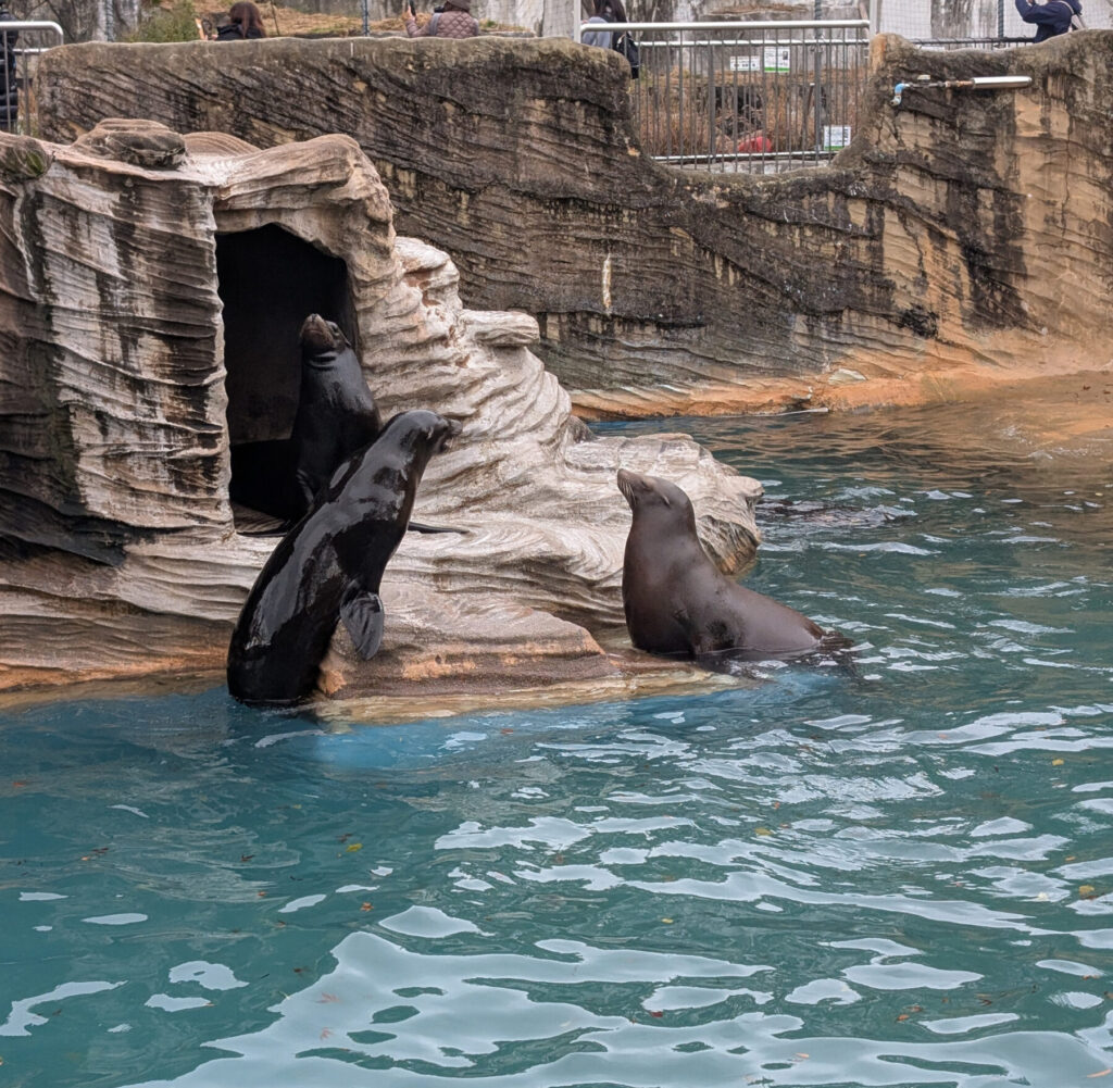 東山動植物園 アシカの水槽