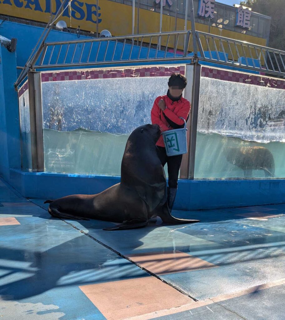 伊勢シーパラダイス セイウチ ショー 近距離