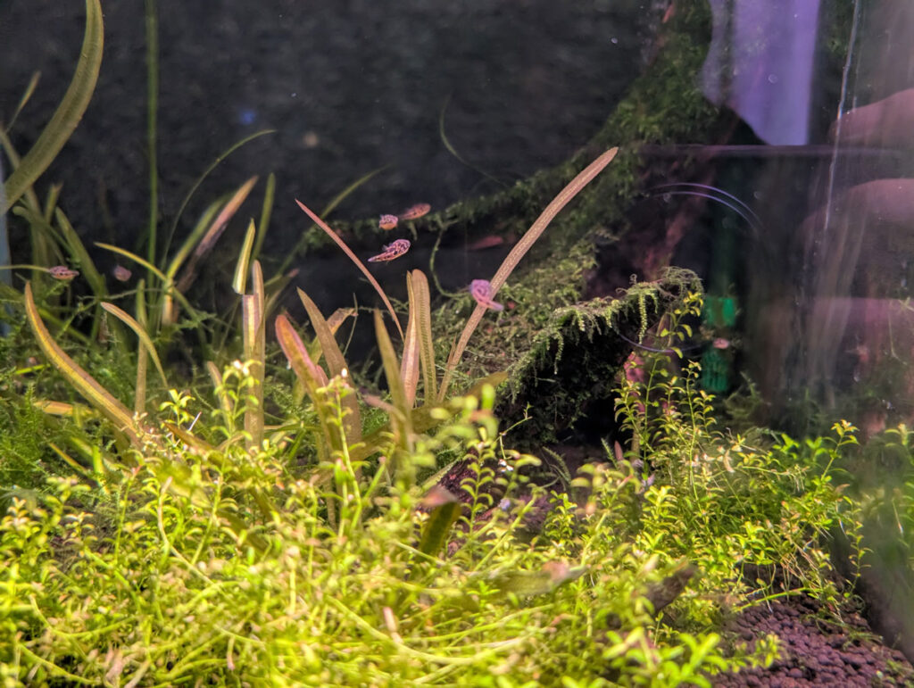 伊勢シーパラダイス 世界最小のフグ