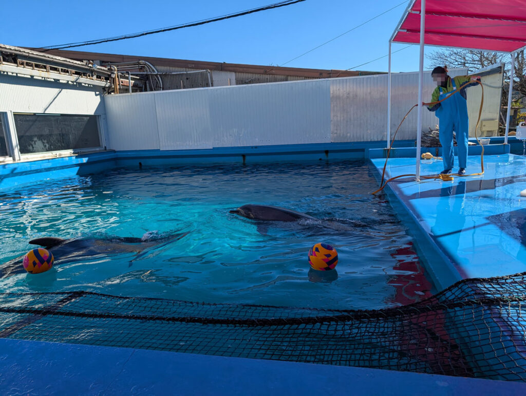 伊勢シーパラダイス イルカ ゼロ距離