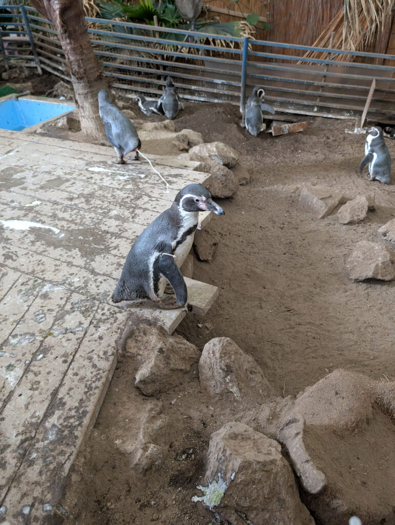 伊勢シーパラダイス ペンギン