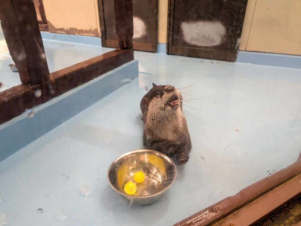 伊勢シーパラダイス カワウソ