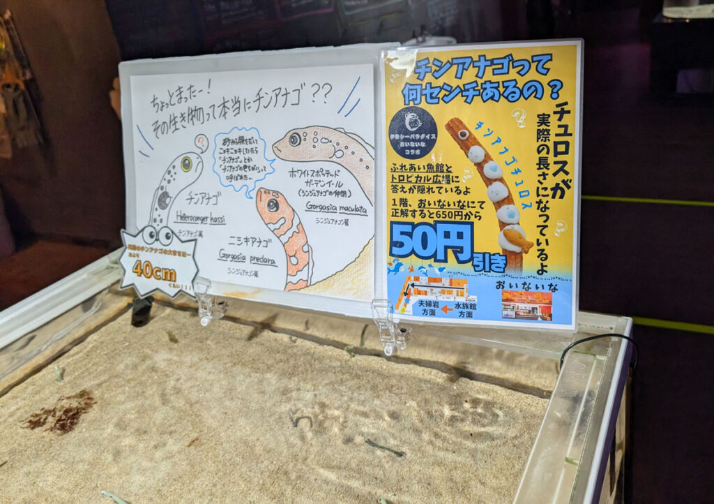 伊勢シーパラダイス チンアナゴ 水槽