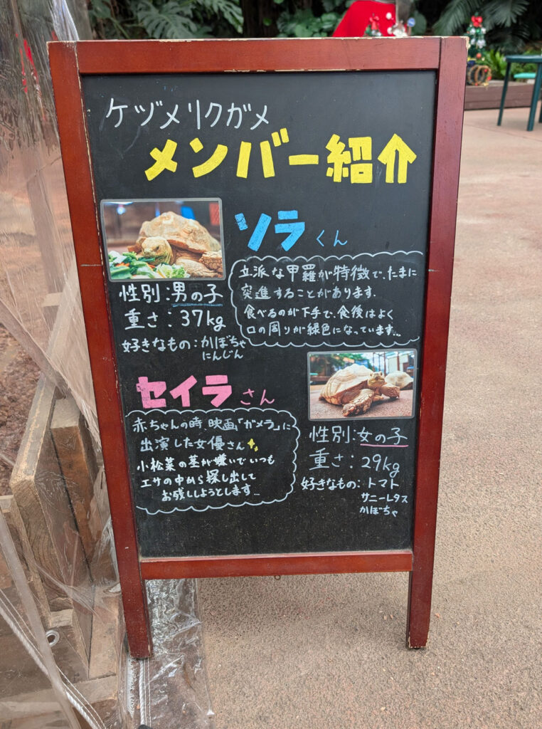 伊勢シーパラダイス ケヅメリクガメ 映画ガメラ