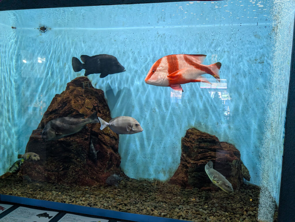 伊勢シーパラダイス センネンダイ コショウダイ ニザダイ ヒゲダイ