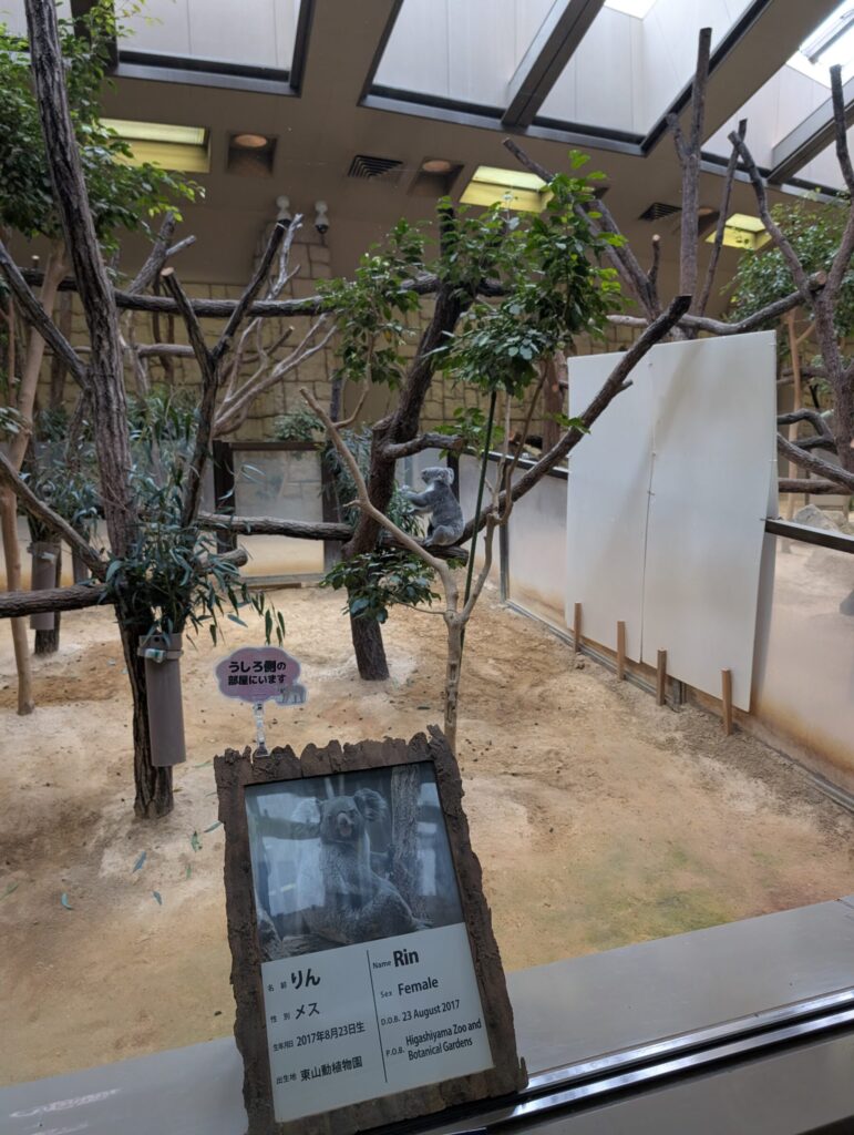 東山動植物園のコアラ展示