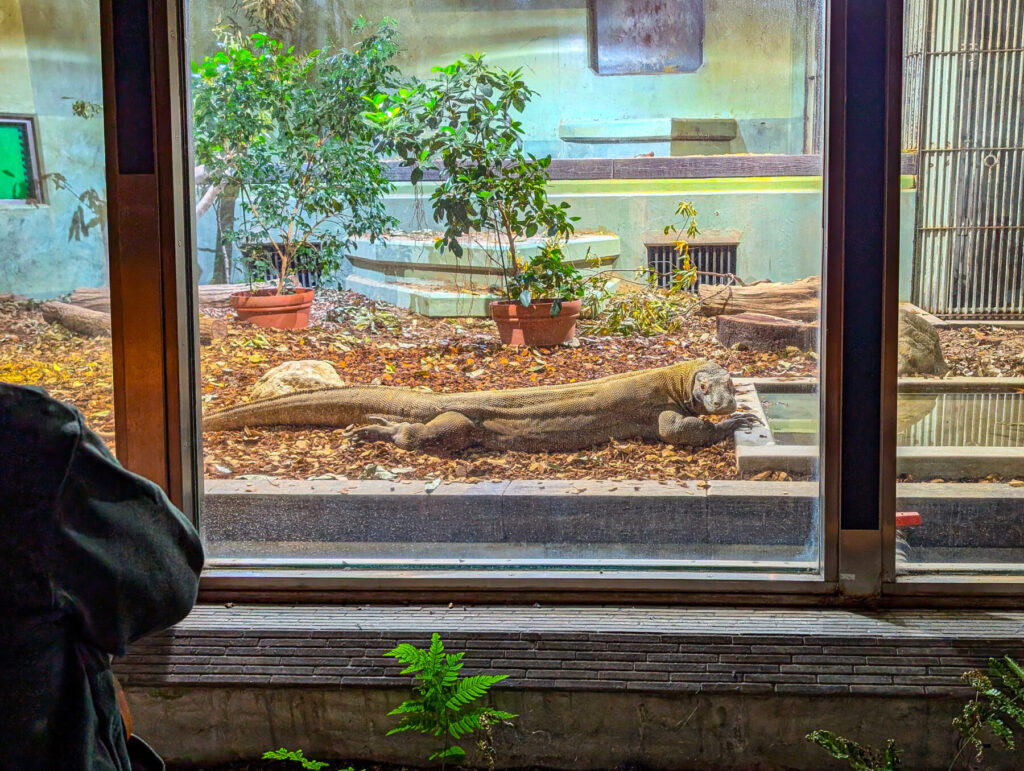 東山動植物園のコモドドラゴン展示